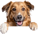 Hund
