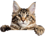 Katze